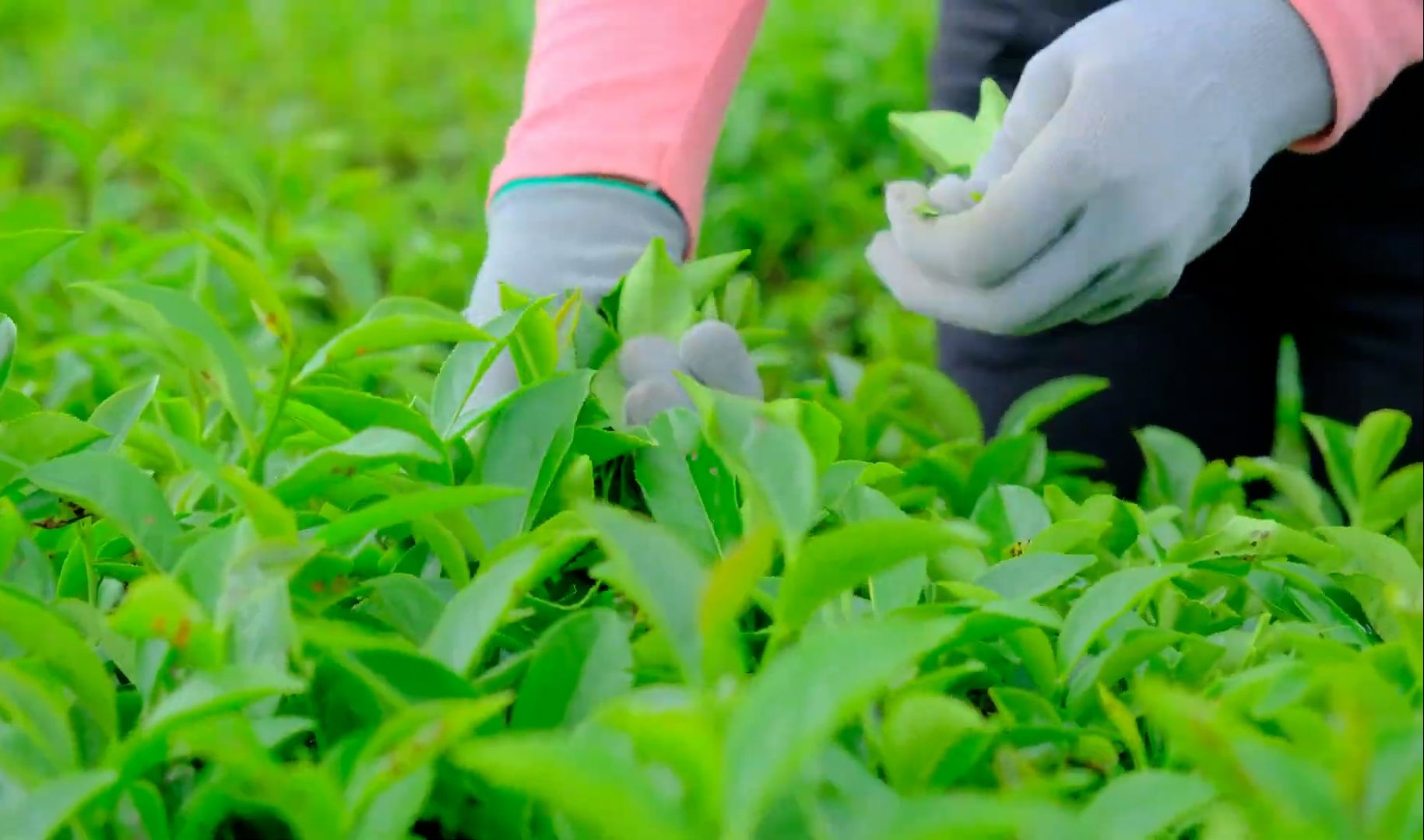 摘茶叶幽默搞笑视频下载(摘茶叶幽默搞笑视频下载大全)